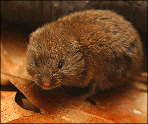 Woodland Vole