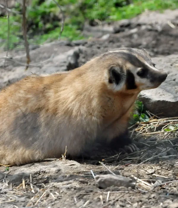 American Badger American Badger