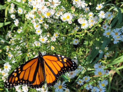Monarch Butterfly