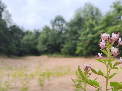 Sand barrens are among the rare habitats visitors can encounter at SWCR