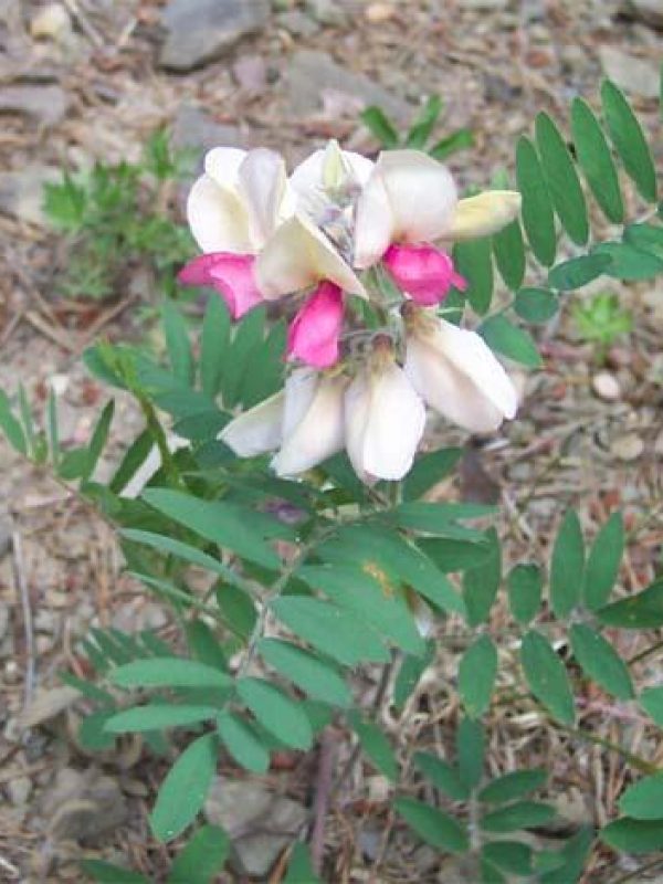 Virginia Goats-rue (web) Virginia Goats-rue (web)
