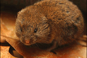Woodland Vole (web)