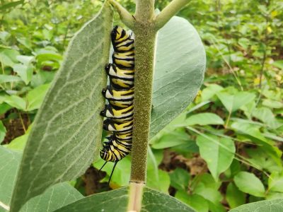 monarchcaterpillar