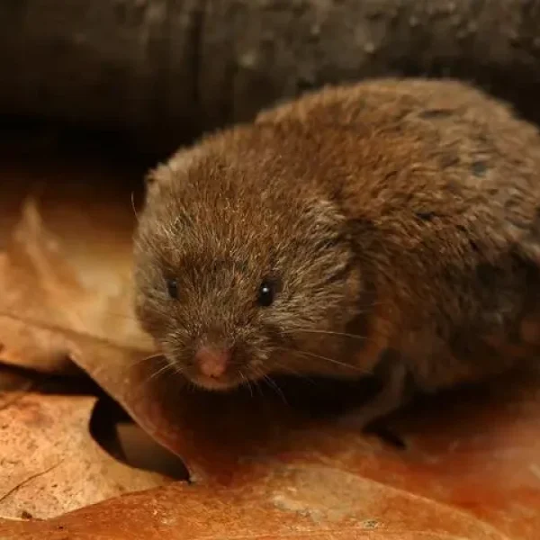 woodland-vole111 woodland-vole111